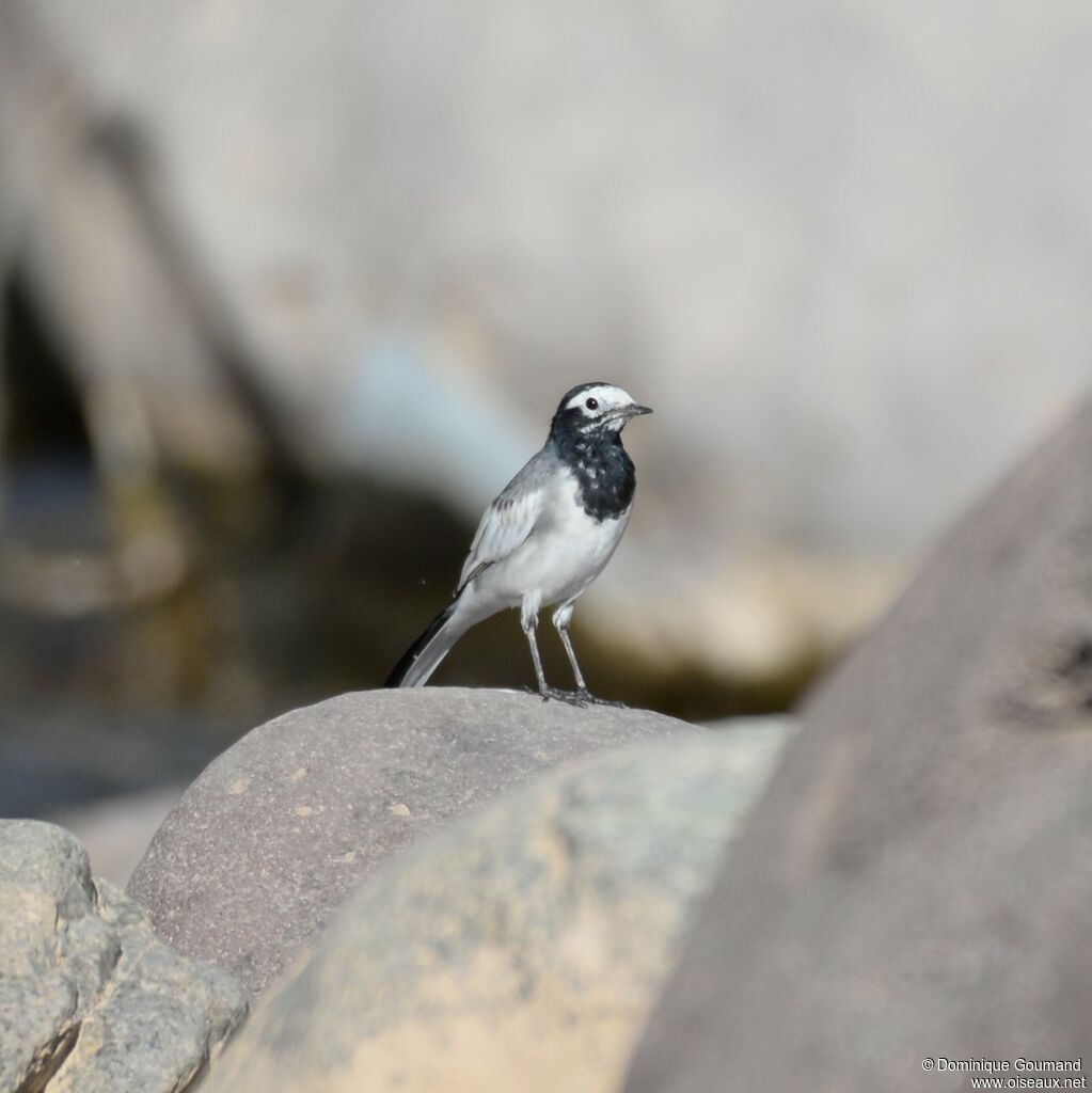 White Wagtail