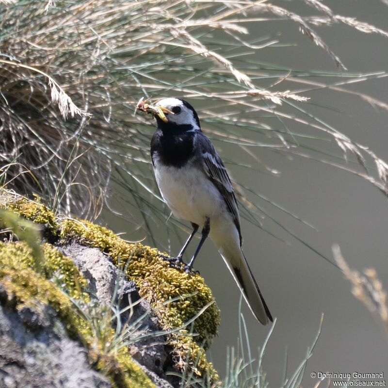 White Wagtail male adult