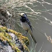 White Wagtail