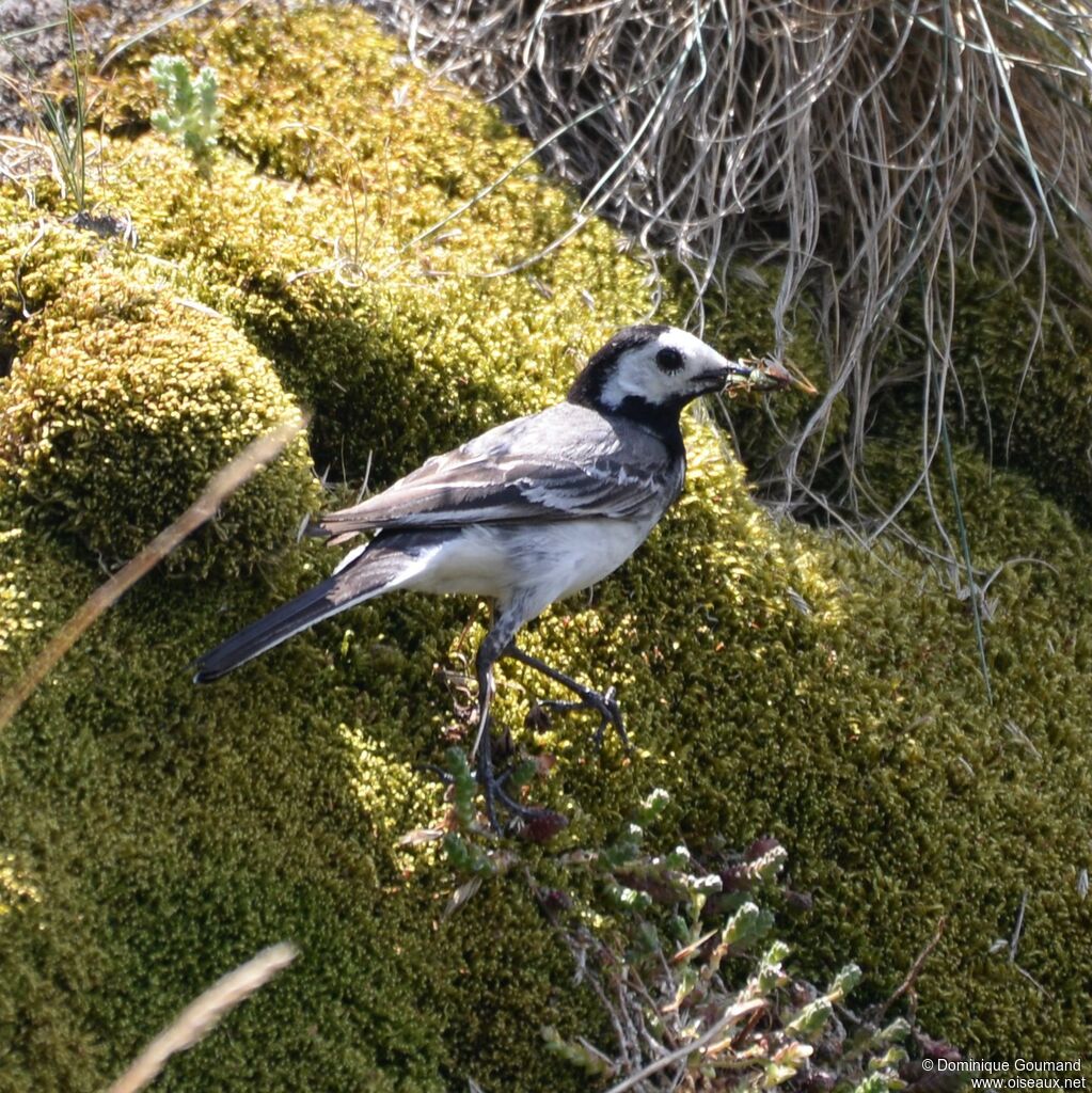 White Wagtail male adult