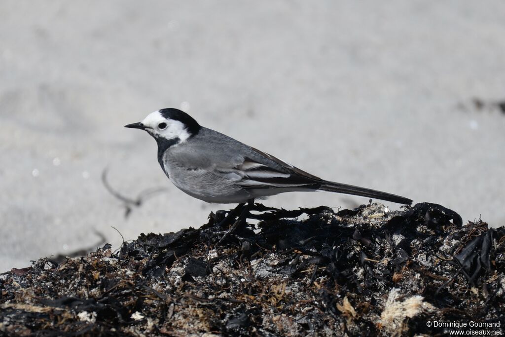 White Wagtail