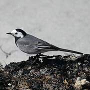 White Wagtail