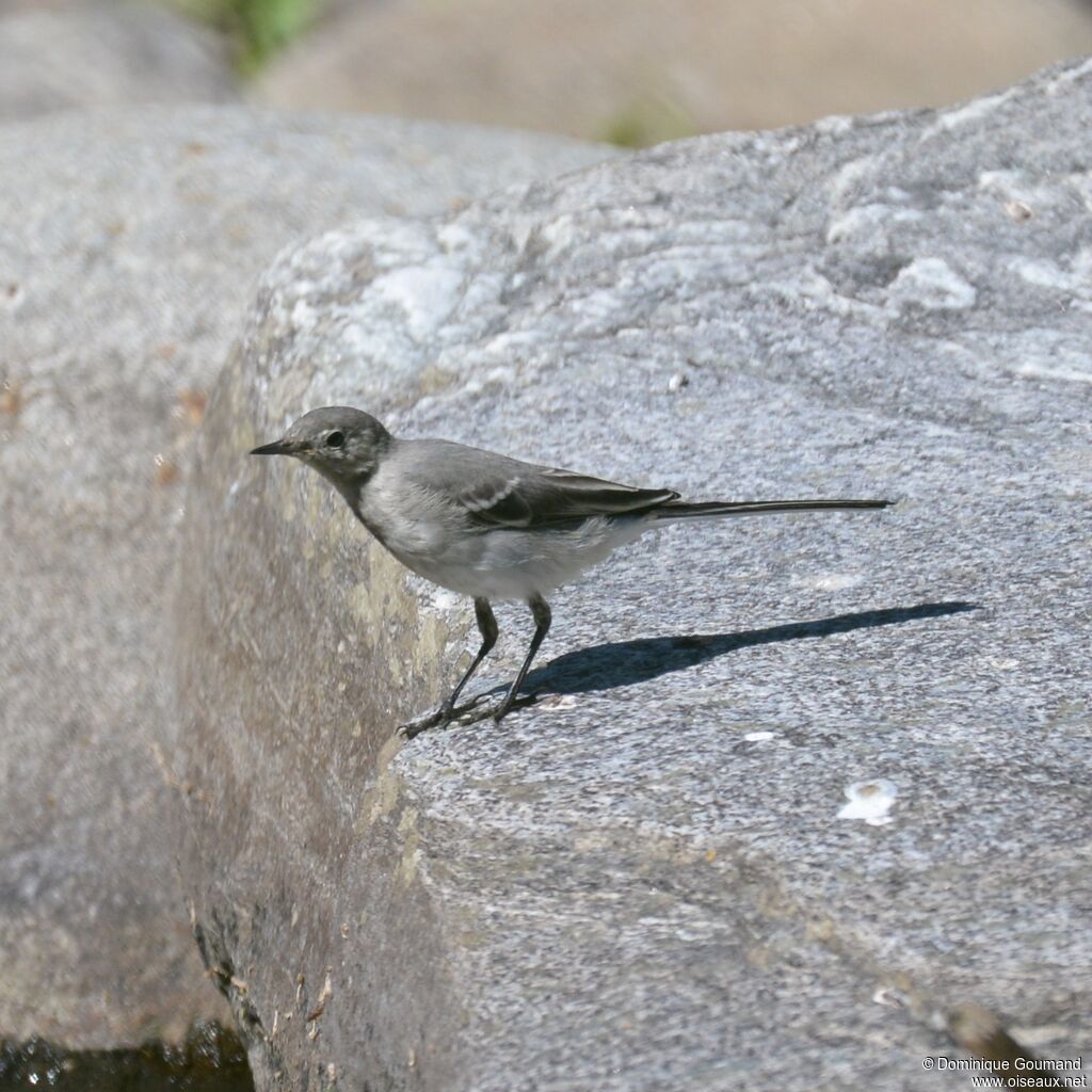 White Wagtailjuvenile