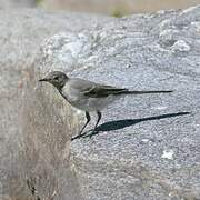 White Wagtail