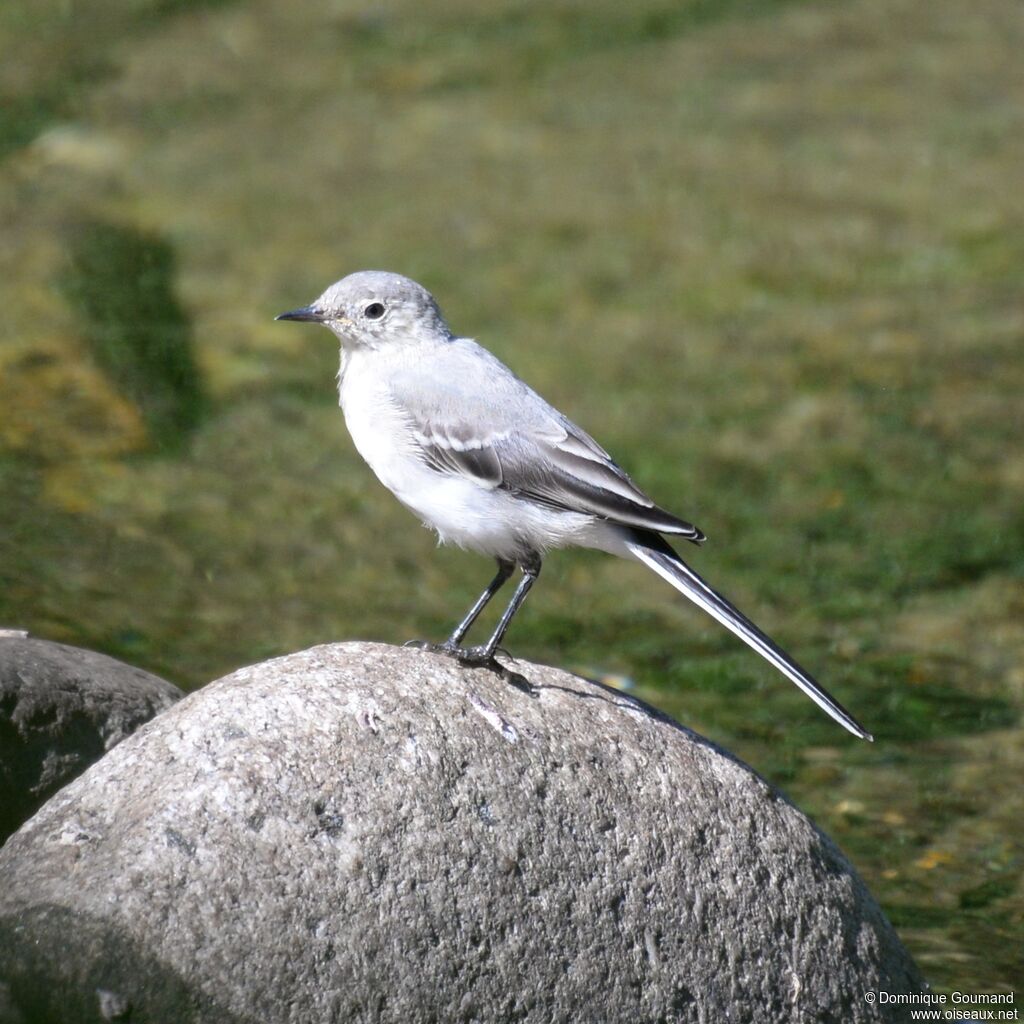 White Wagtailjuvenile