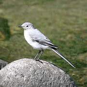 White Wagtail