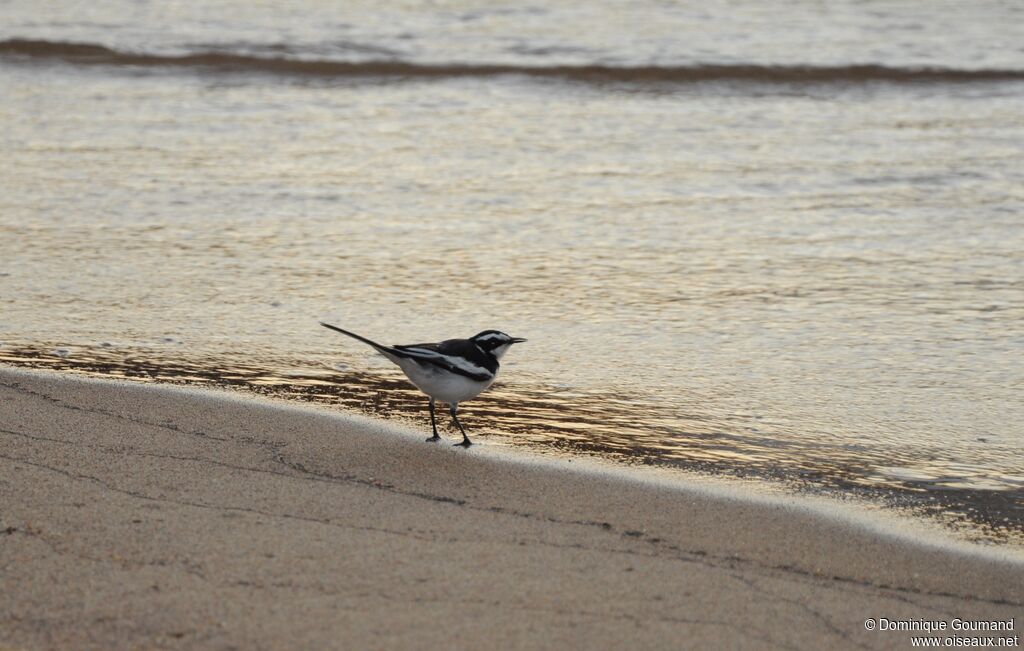 African Pied Wagtail