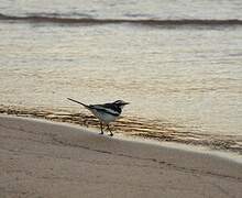 African Pied Wagtail