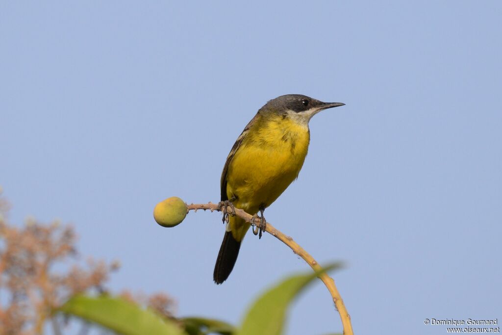 Western Yellow Wagtail male adult