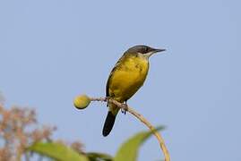 Western Yellow Wagtail