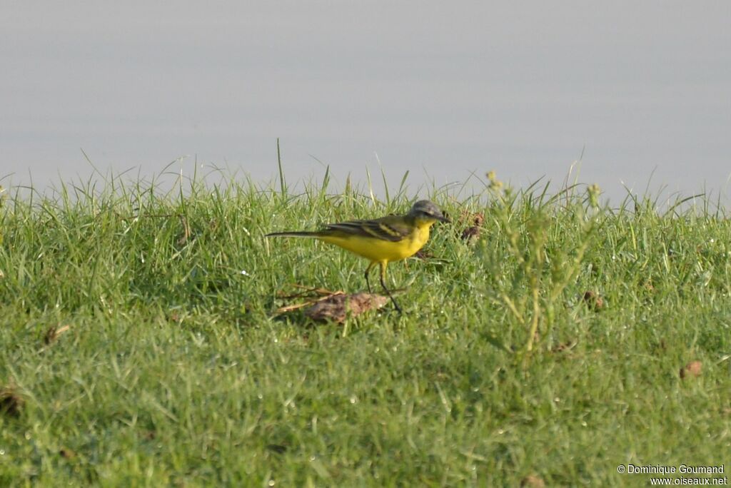 Western Yellow Wagtail male adult breeding