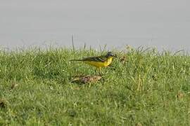 Western Yellow Wagtail