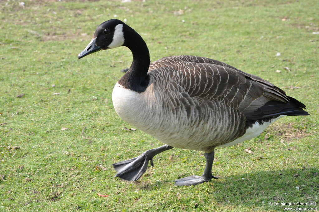 Canada Goose