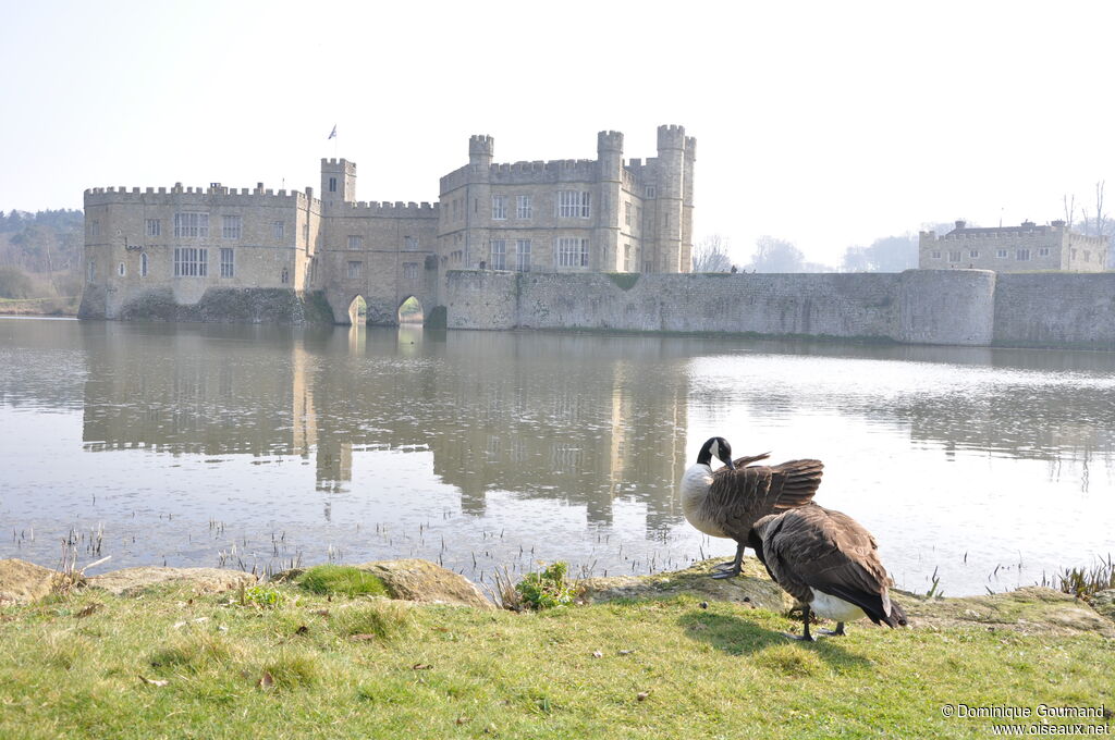 Canada Goose