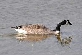 Canada Goose