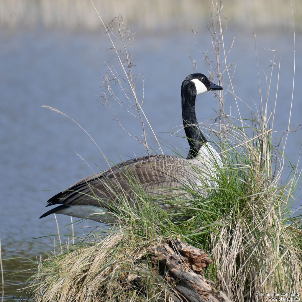 Canada Goose