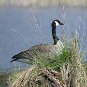 Canada Goose