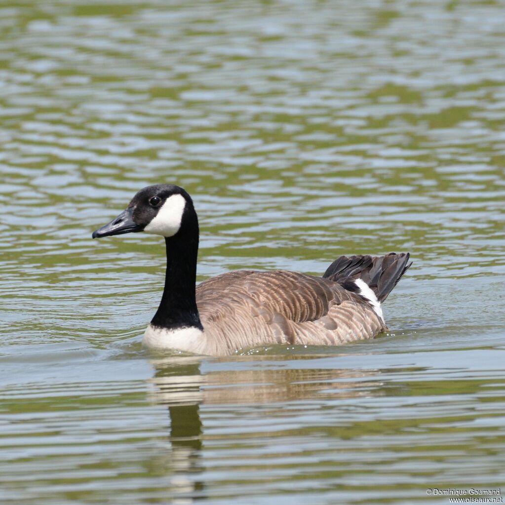 Canada Gooseadult