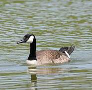 Canada Goose