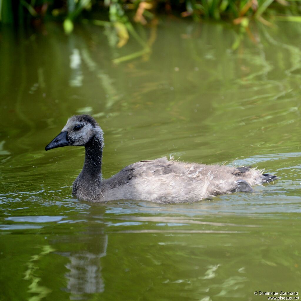 Canada GooseFirst year