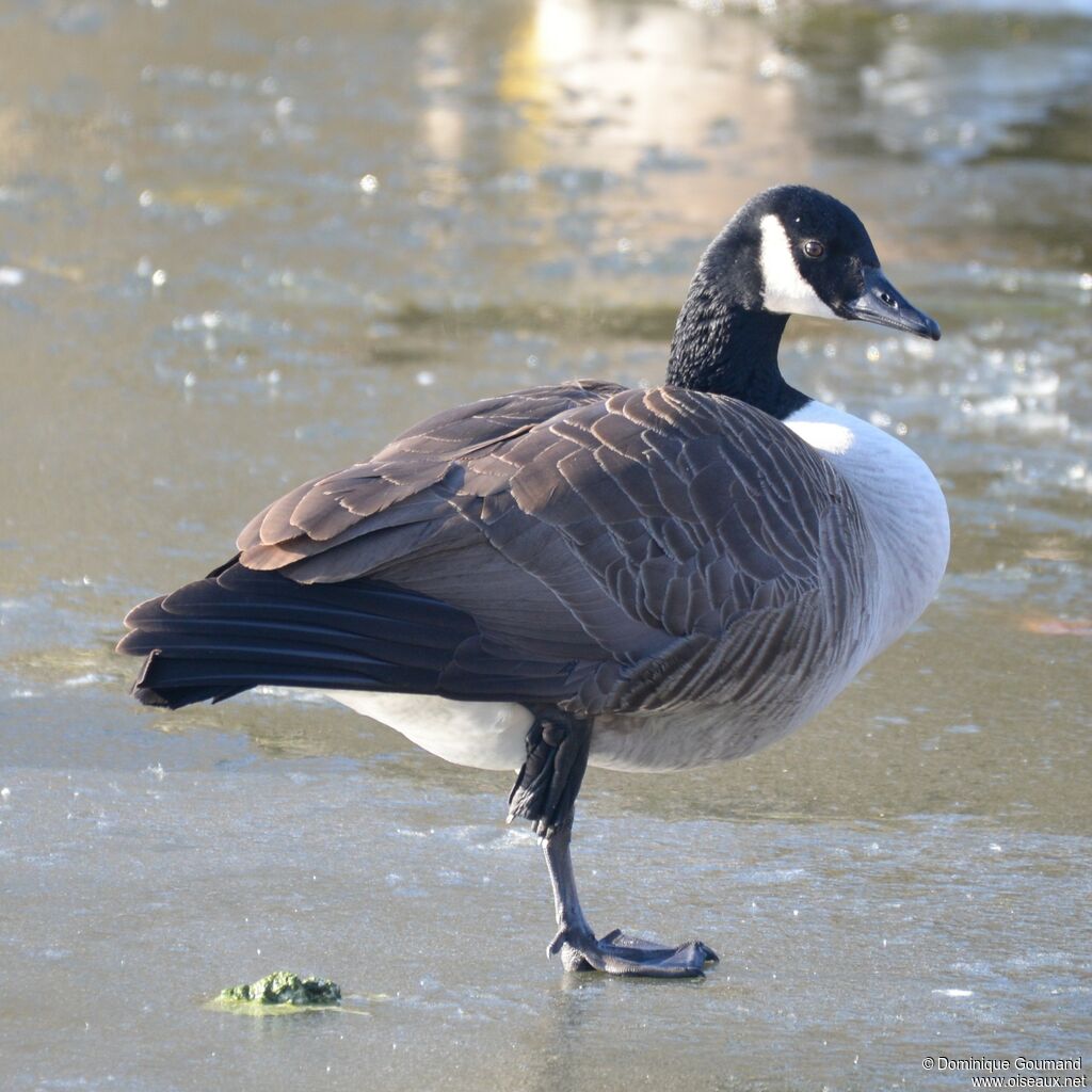 Canada Gooseadult