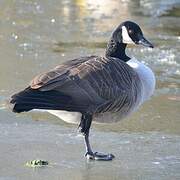 Canada Goose