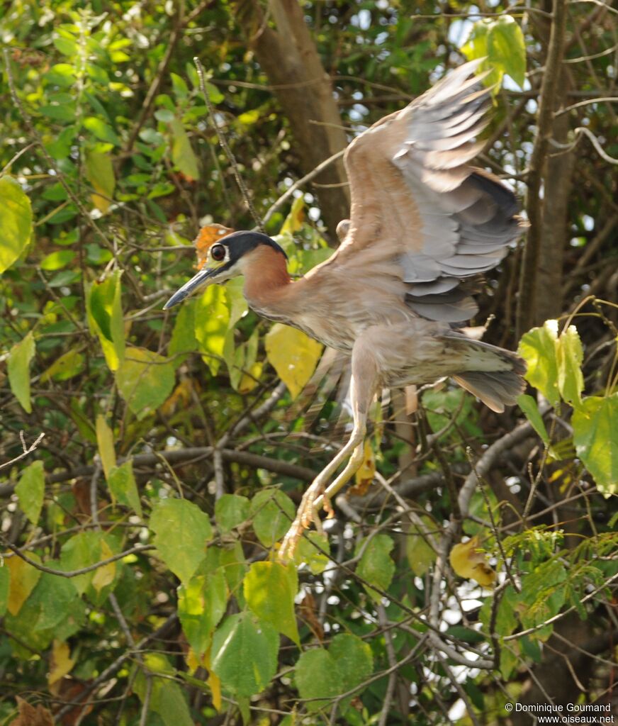 White-backed Night Heron