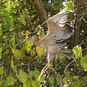 White-backed Night Heron