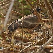 White-backed Night Heron