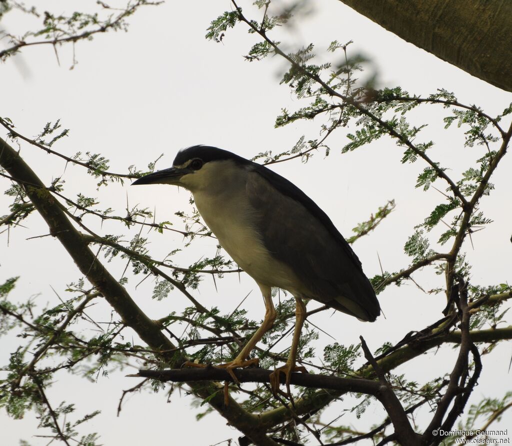 Black-crowned Night Heron