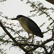 Black-crowned Night Heron