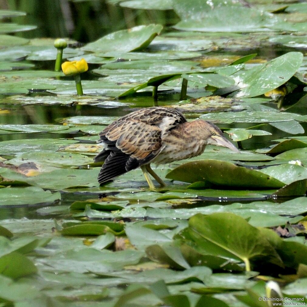 Little Bitternjuvenile