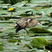 Little Bittern