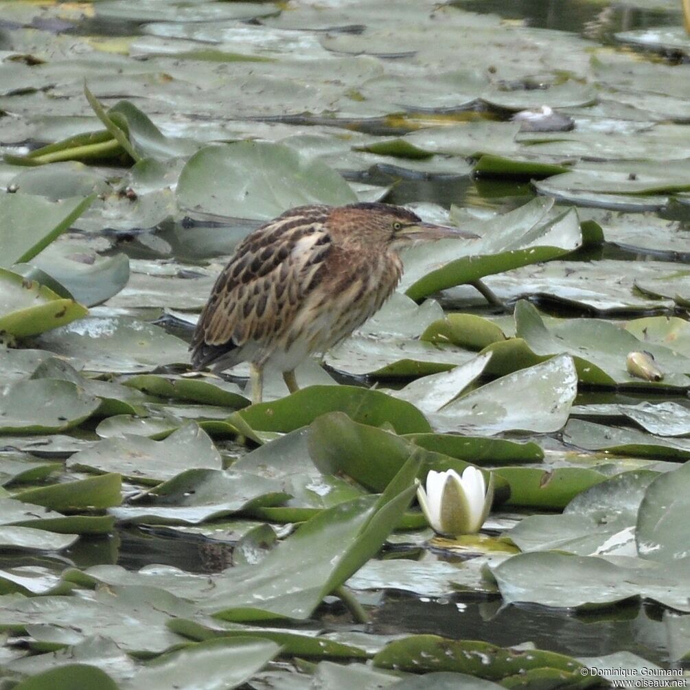 Little Bitternjuvenile