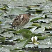 Little Bittern