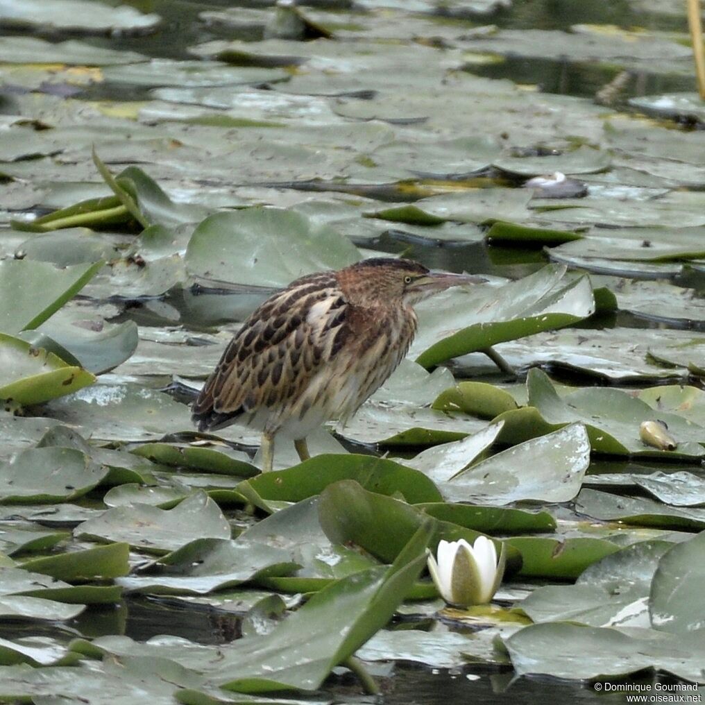 Little Bitternjuvenile