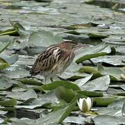 Little Bittern