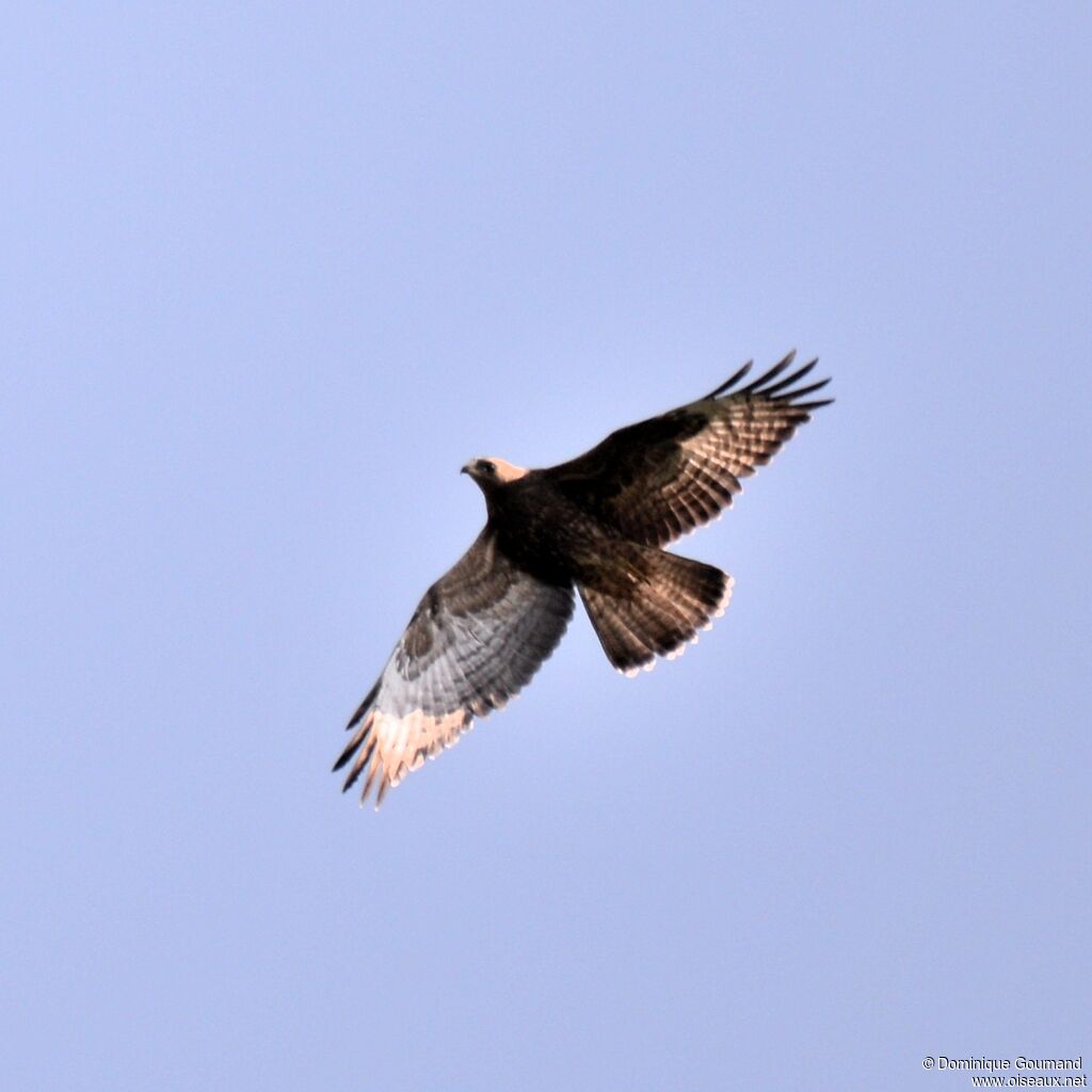 European Honey Buzzard