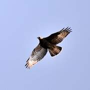 European Honey Buzzard