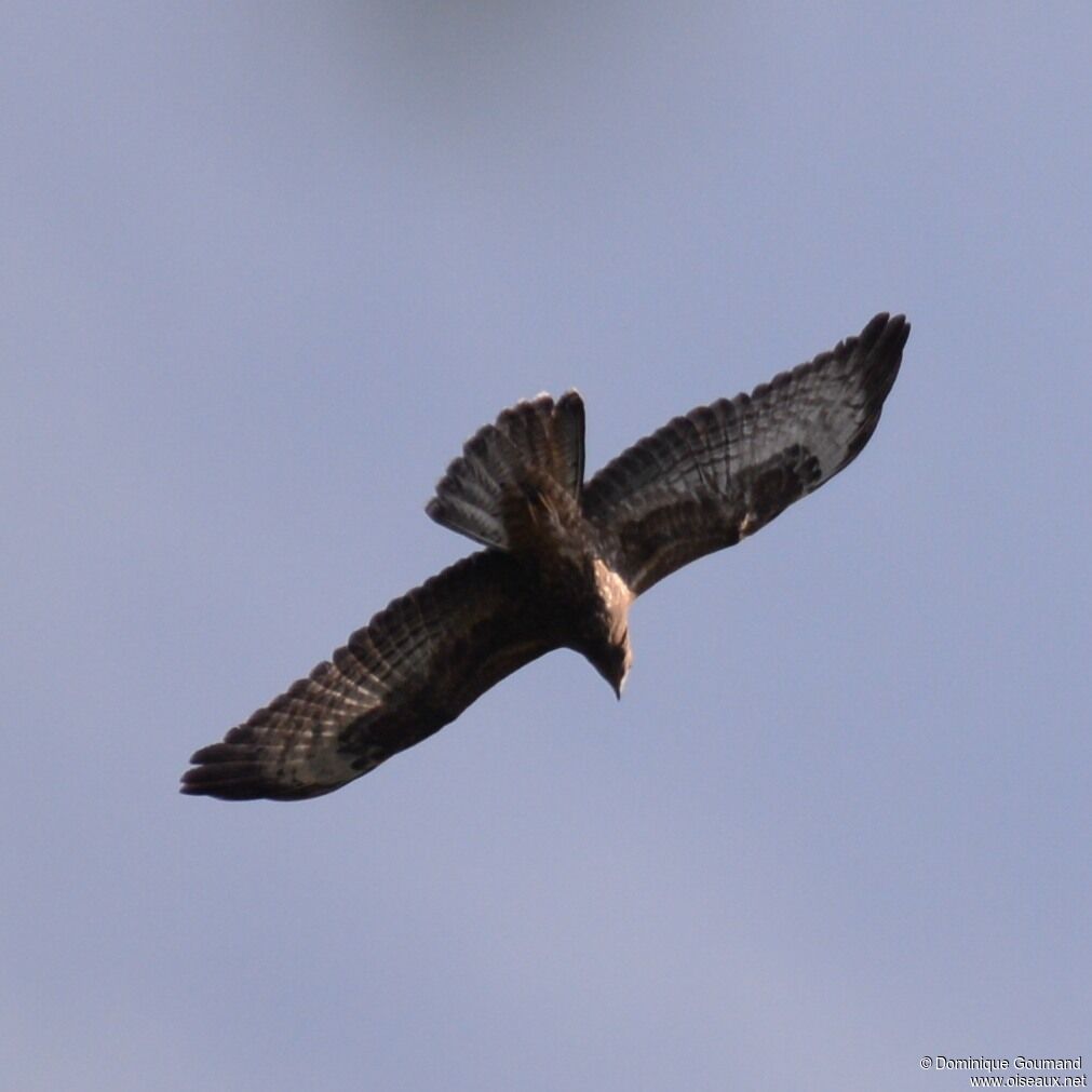 European Honey Buzzard