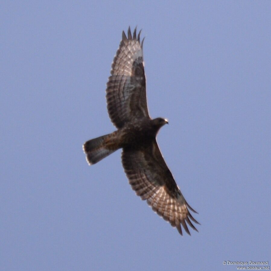 European Honey Buzzard