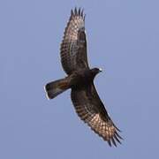 European Honey Buzzard