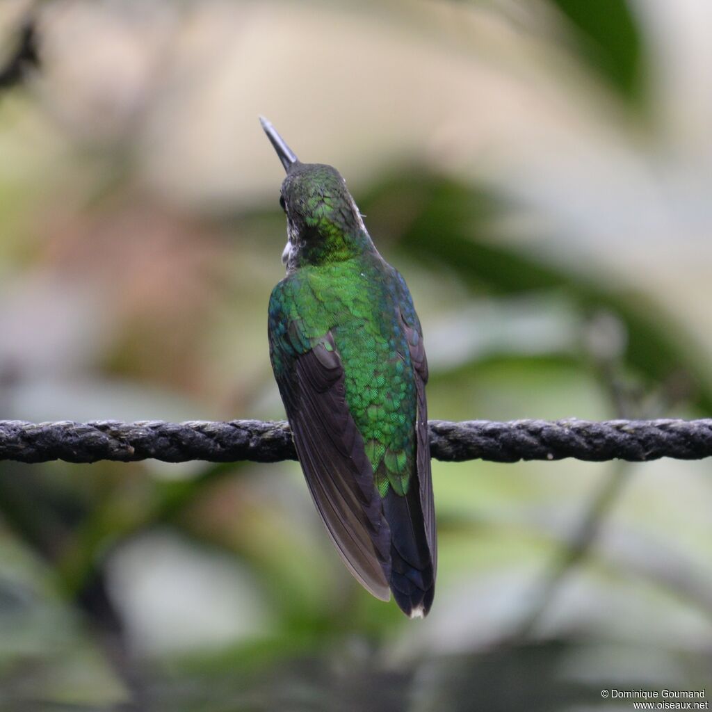 Green-crowned Brilliant female adult