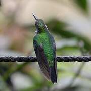 Green-crowned Brilliant