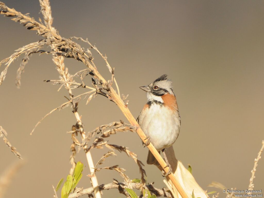 Rufous-collared Sparrow