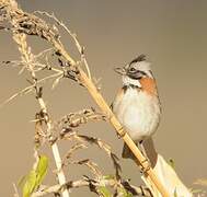 Rufous-collared Sparrow