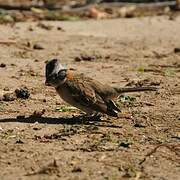 Rufous-collared Sparrow