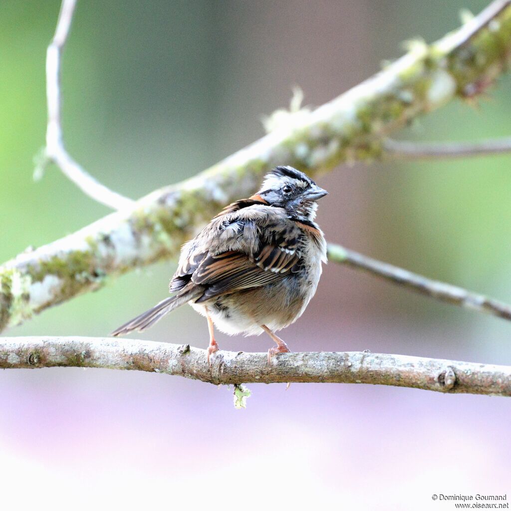 Rufous-collared Sparrowadult