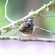 Rufous-collared Sparrow