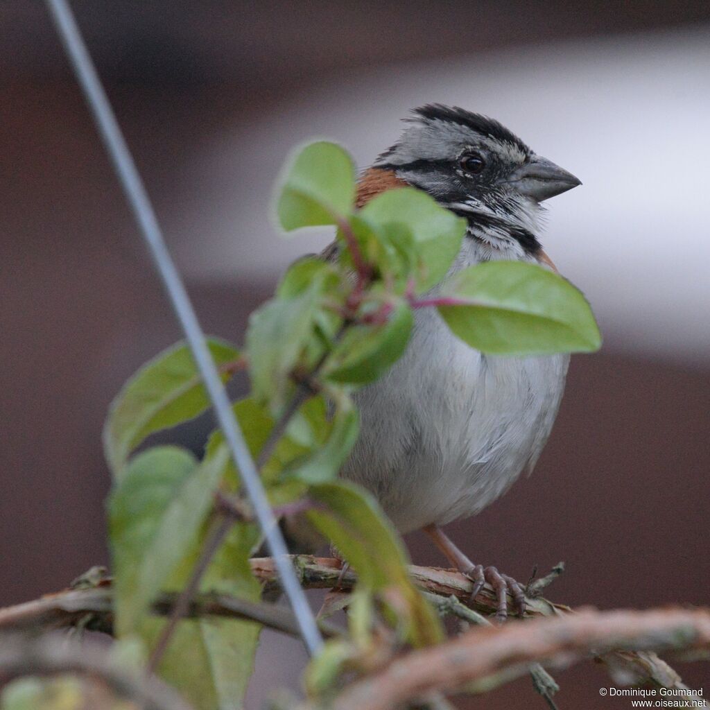 Rufous-collared Sparrowadult